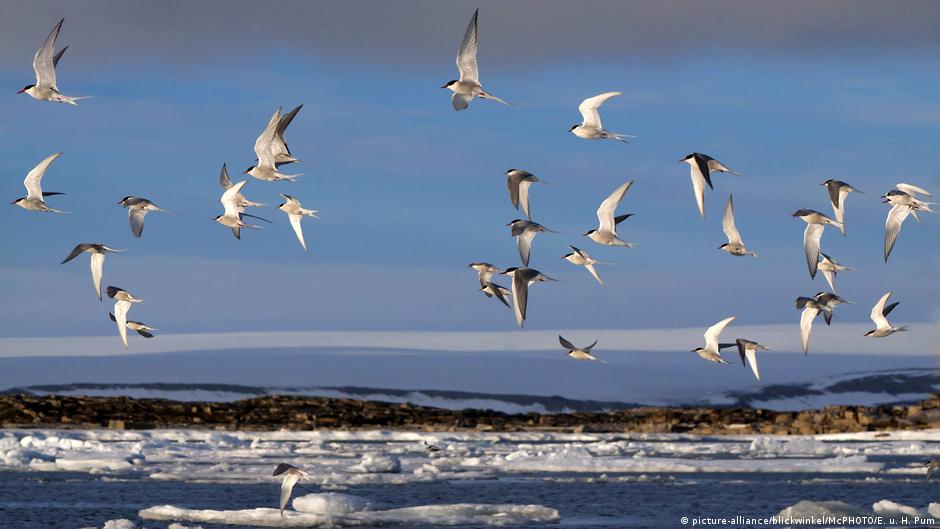 The incredible journeys of migratory animals  | All media content | DW - Vimarsana News