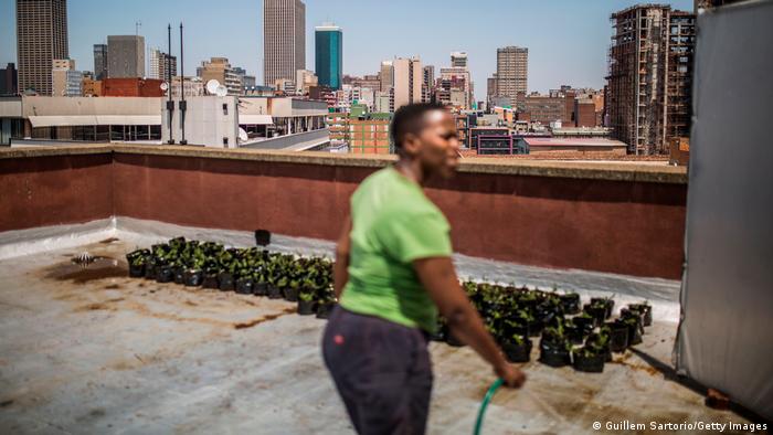 Lethabo Madela, 30, waters saplings on a rooftop in Johannesburg