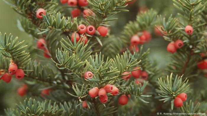 Teixo do Pacífico (Taxus brevifolia)