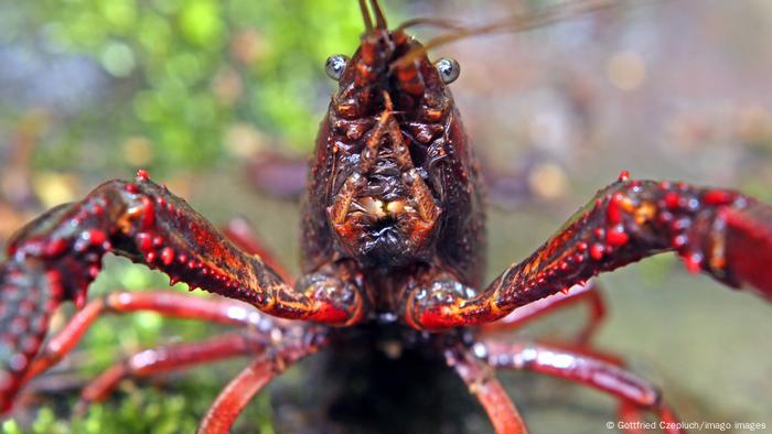 A Louisiana crayfish