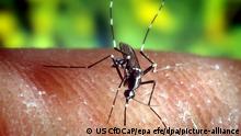 ARCHIV - 19.04.2011, USA, Miami: HANDOUT - Eine Asiatische Tigermücke (Aedes albopictus) auf der menschlichen Haut (undatiertes Archivfoto). (zu dpa: «Gekommen um zu bleiben - Invasive Arten breiten sich aus») ACHTUNG\ Nur zur redaktionellen Verwendung im Zusammenhang mit der aktuellen Berichterstattung und nur bei Nennung\ Foto\ US CfDCaP//U.S. Center for Disease and Prevention Foto: US CfDCaP/epa efe/dpa +++ dpa-Bildfunk +++ |