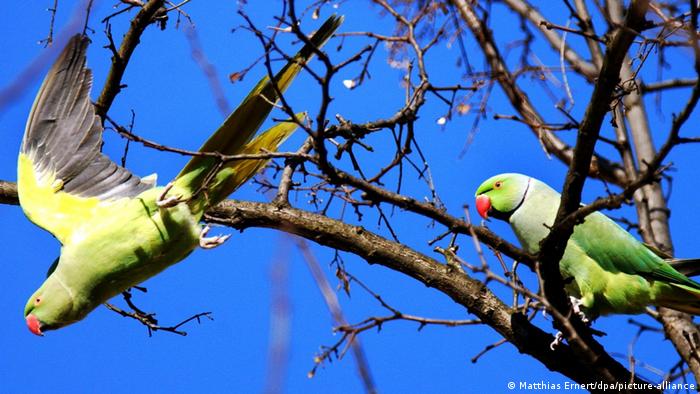 К летающим на свободе стаям попугаев в Германии давно привыкли