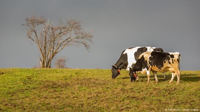 Duas vacas malhadas pastam. 