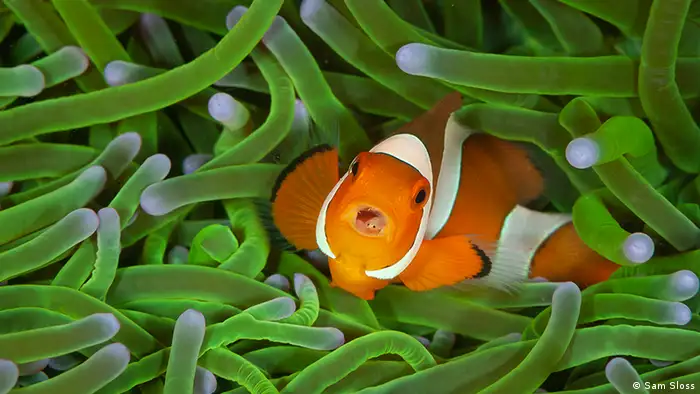 A colorful clownfish with its mouth open inside bright green sea life (Sam Sloss)