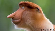 The pose by Mogens Trolle, Denmark
Winner 2020, Animal Portraits
A young male proboscis monkey cocks his head slightly and closes his eyes. Unexpected pale blue eyelids now complement his immaculately groomed auburn hair. He poses for a few seconds as if in meditation. He is a wild visitor to the feeding station at Labuk Bay Proboscis Monkey Sanctuary in Sabah, Borneo – ‘the most laid-back character,’ says Mogens, who has been photographing primates worldwide for the past five years. In some primate species, contrasting eyelids play a role in social communication, but their function in proboscis monkeys is uncertain. The most distinctive aspect of this young male – sitting apart from his bachelor group – is, of course, his nose. As he matures, it will signal his status and mood (female noses are much smaller) and be used as a resonator when calling. Indeed, it will grow so big that it will hang down over his mouth – he may even need to push it aside to eat. Found only on the island of Borneo and nearby islands, proboscis monkeys are endangered. Eating mainly leaves (along with flowers, seeds and unripe fruit), they depend on threatened forests close to waterways or the coast and – being relatively lethargic – are easily hunted for food and bezoar stones (an intestinal secretion used in traditional Chinese medicine). Mogens’ unforgettable portrait, with the young male’s characteristic peaceful expression – ‘quite unlike anything I’ve ever seen on another monkey’ – connects us, he hopes, with a fellow primate.
