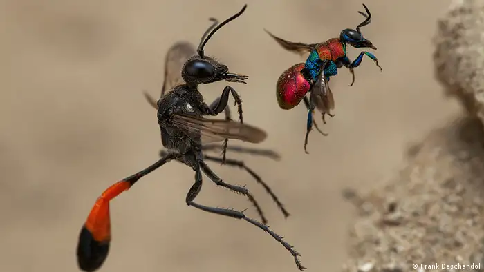 Two colorful wasps fly next to one another, one larger than the other (Frank Deschandol)