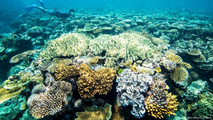 大堡礁珊瑚30年死亡近半气候变暖是祸首 科技环境 Dw 18 10