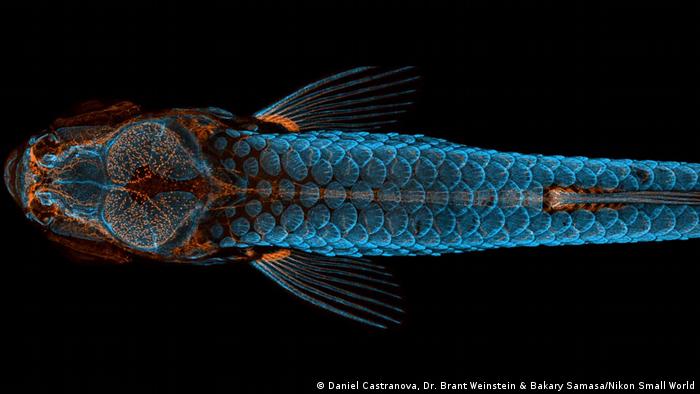 尼康小世界 摄影大赛获奖作品介绍 所有节目 Dw 16 10