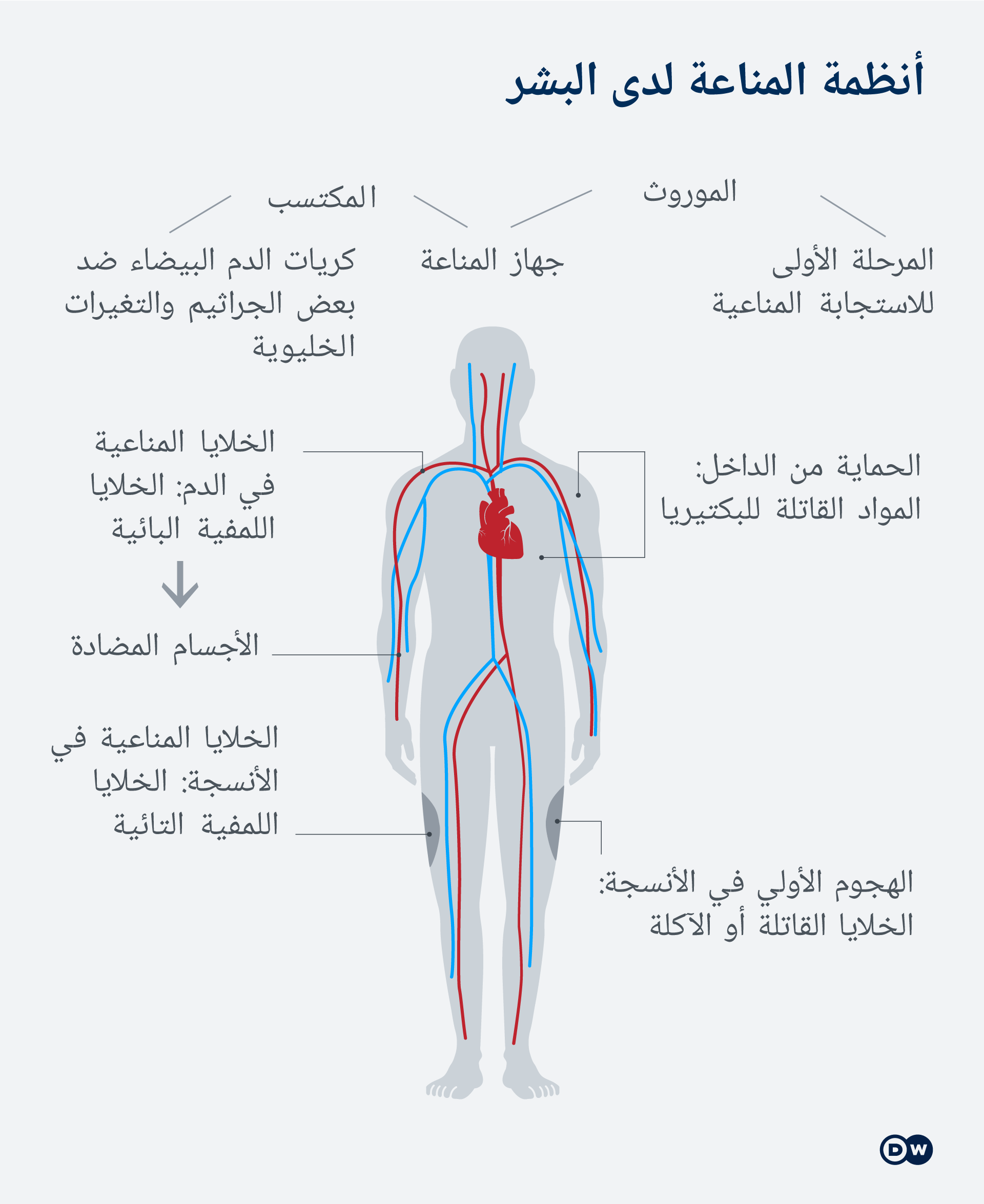 دراسة جديدة هذا ما نعرفه عن مناعة فيروس كورونا صحة معلومات لا بد منها لصحة أفضل Dw 14 10 2020