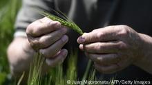 Argentine farmer Daniel Berdini checks a wheat plantation at a farm near Ramallo, some 245 km north-west of Buenos Aires, on October 9, 2019. - After a record harvest, farmers are both, afraid of Peronists and disappointed of liberal President Mauricio Macri, ahead of October 27 elections in Argentina. (Photo by JUAN MABROMATA / AFP) (Photo by JUAN MABROMATA/AFP via Getty Images)