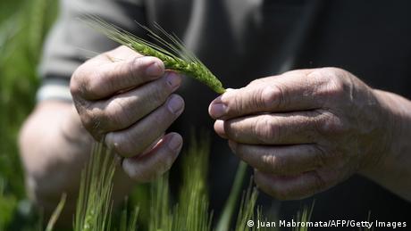 Argentinien Buenos Aires | Weizen | Forschung