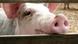 Made in Germany 20.10.2020 | Schweine Made in Germany 20.10.2020 | Schweine