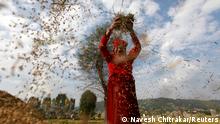 A farmer harvests rice at a field on World Food Day in Bhaktapur, Nepal October 16, 2020. REUTERS/Navesh Chitrakar TPX IMAGES OF THE DAY