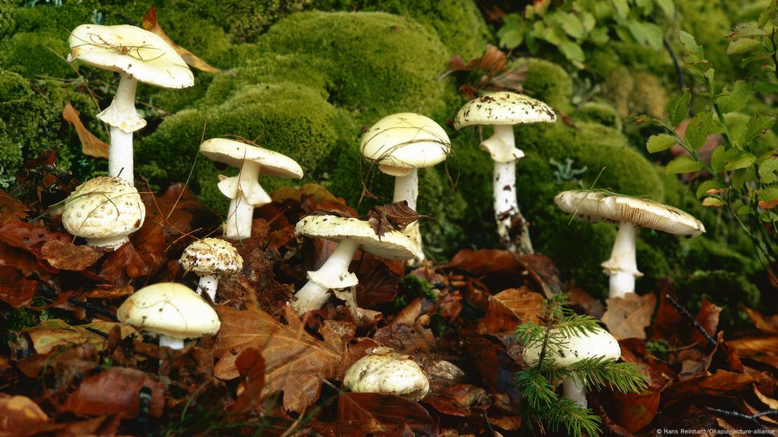 Türkiye'de Köygöçüren Mantarı olarak da bilinen zehirli Amanita phalloides fungus