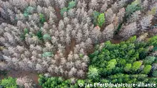 德国森林10年内就可能消失一半