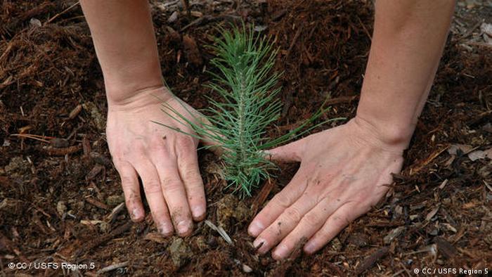 A pair of hands planting a pine tree seedling 