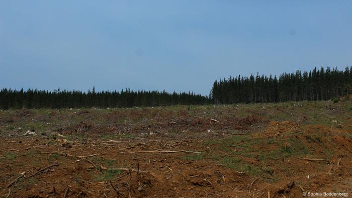 Una plantación forestal en Chile, o lo que queda de ella.