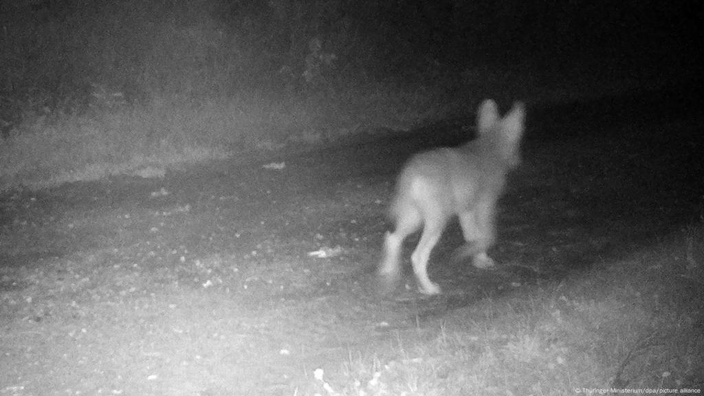 Los lobos están de regreso en bosques y valles de Alemania