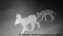 27.07.2020, Thüringen, Ohrdruf: Ein Wolfsrudel ist in einer Aufnahme einer Fotofall zu sehen. (zu dpa «Experte zum Wolfsnachwuchs bei Ohrdruf») Foto: ---/THÜRINGER MINISTERIUM FÜR UMWELT, ENERGIE UND NATURSCHUTZ /dpa +++ dpa-Bildfunk +++ |