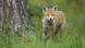 Deutschland Junger Rotfuchs Deutschland Junger Rotfuchs