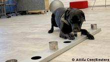 Sniffer dog Miina, being trained to detect the coronavirus from the arriving passengers' samples, works in Helsinki Airport in Vantaa, Finland September 15, 2020. Picture taken September 15, 2020. REUTERS/Attila Cser