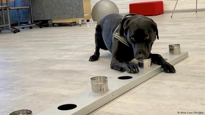 Finnland Coronavirus Spürhunde am Flughafen Helsinki (Attila Cser/Reuters)