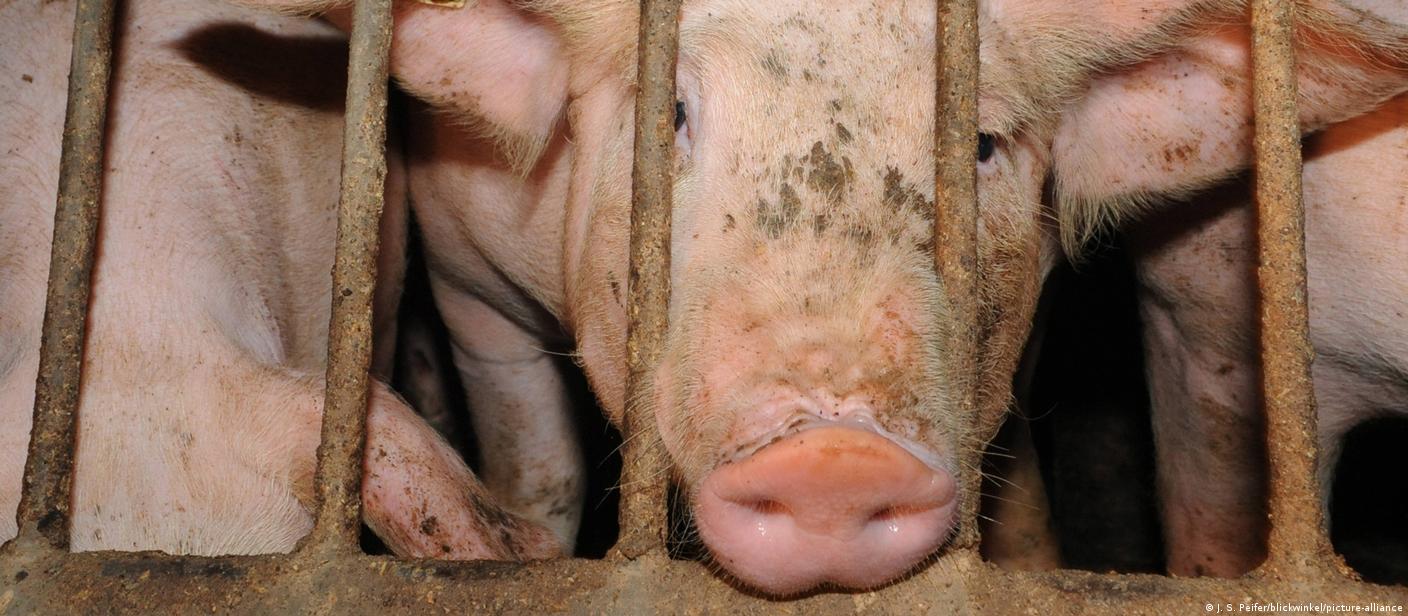 The conditions are catastrophic' — Germany's factory farms – DW – 10/23/2020