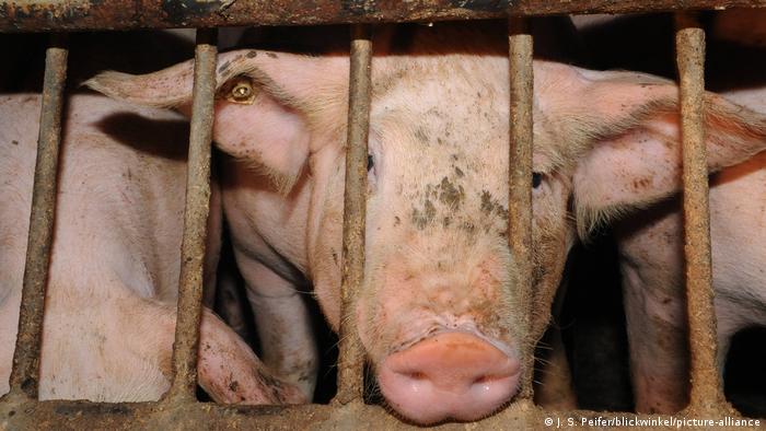 Deutschland Schwein in Käfig