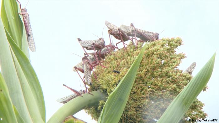 Locusts devouring crops