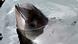 Porpoise with its head out of water Porpoise with its head out of water