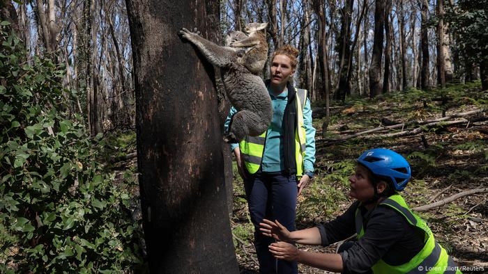 Two women try to coax a koala from a tree 