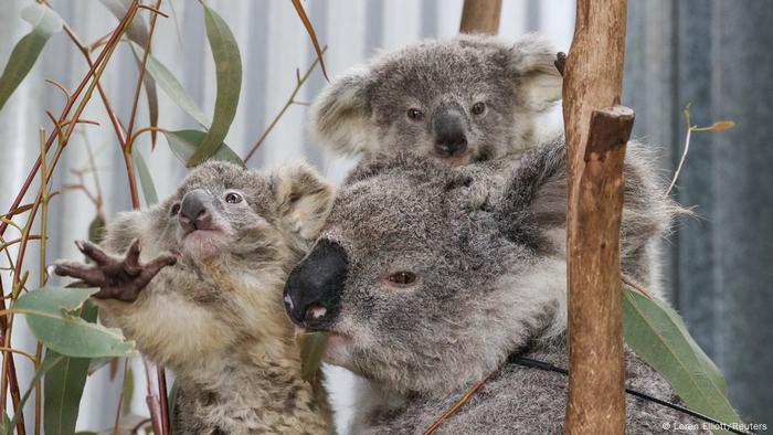 Australien Waldbrände Koalabären