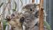Eine Koala-Mutter mit ihrem Nachwuchs Eine Koala-Mutter mit ihrem Nachwuchs