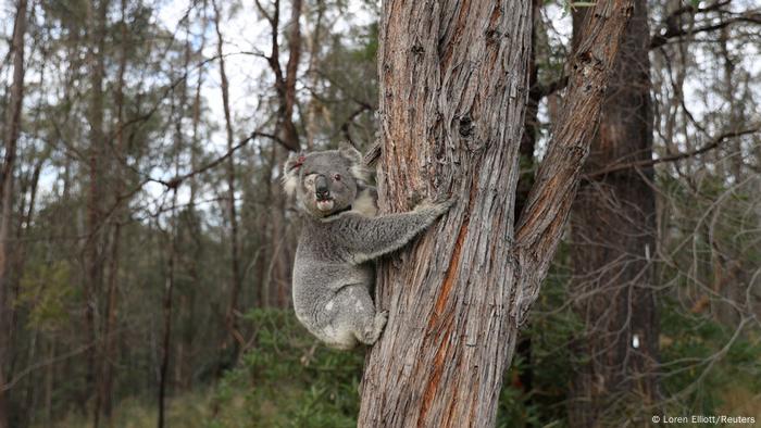 Ein Koala mit nur einem Auge klettert einen Baum hoch