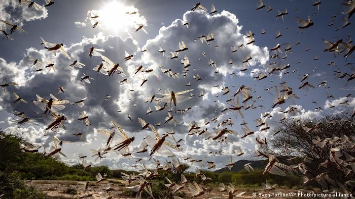 A swarm of locusts in Kenya