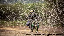 31.3.2020, Kenia, In this photo taken Tuesday, March 31, 2020, a motorcyclist rides through a swarm of desert locusts in Kipsing, near Oldonyiro, in Isiolo county, Kenya. Weeks before the coronavirus spread through much of the world, parts of Africa were already threatened by another kind of plague, the biggest locust outbreak some countries had seen in 70 years, and now the second wave of the voracious insects, some 20 times the size of the first, is arriving. (Sven Torfinn/FAO via AP) MANDATORY CREDIT |