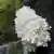 Ежовик коралловидный (нем. Ästiger Stachelbart, лат. Hericium coralloides) - гриб 2006 года
