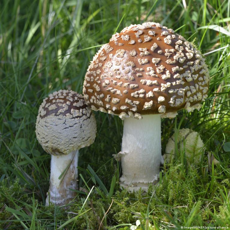 Cogumelos mágicos  ENTRE MUNDOS - 07/08/2022 