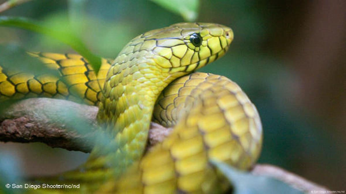 Saving Zimbabwe's Snakes – Dw – 11 02 2017