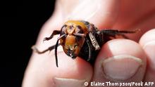 Agresivos avispones ponen en jaque a colmenas de abejas