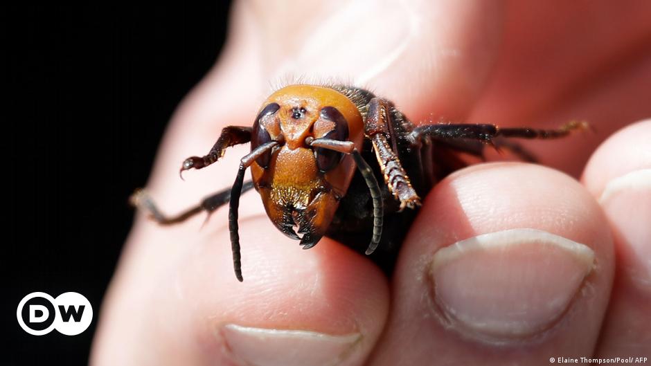 Aggressive Asian hornets gain foothold in Pacific Northwest
