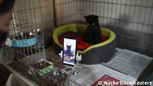 Shelter owner of cats, Alex Salvador (L), 43, does a broadcast live on Instagram of a street-born cat, newly arrived inside of El Jardinet dels Gats (Cats' Garden), which is a cat shelter in the Raval district, amid the coronavirus disease (COVID-19) outbreak, in Barcelona, Spain October 3, 2020. Picture taken October 3, 2020. REUTERS/Nacho Doce
