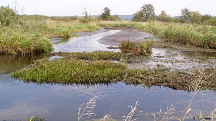 Воду для зволоження болота в урочищі Заливки беруть із сусідньої річки Ставчанки