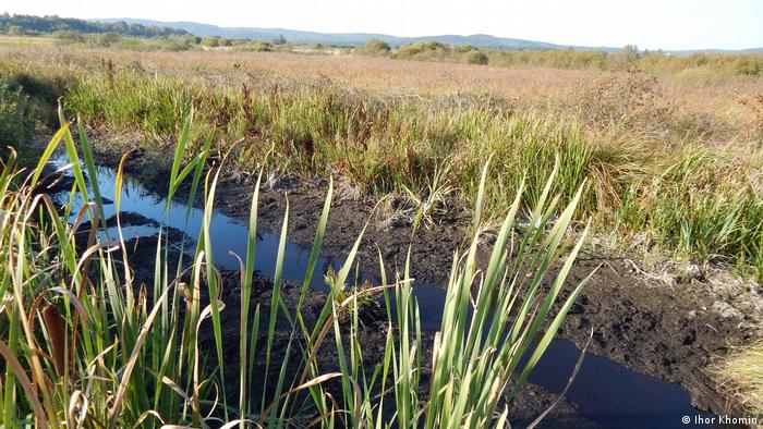 За допомогою штучно викопаних каналів науковці намагаються знову зволожити болото