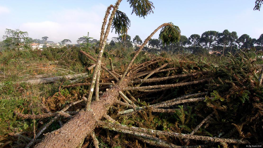 Araucária derrubada no Paraná. Araucária derrubada no Paraná.