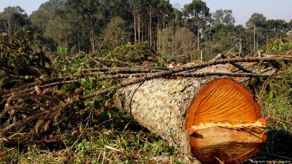 Obra de multinacional francesa ameaça bioma mais castigado do Brasil