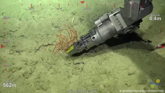 Australien Great Barrier Reef | freistehendes Korallenriff entdeckt (SCHMIDT OCEAN INSTITUTE/REUTERS)