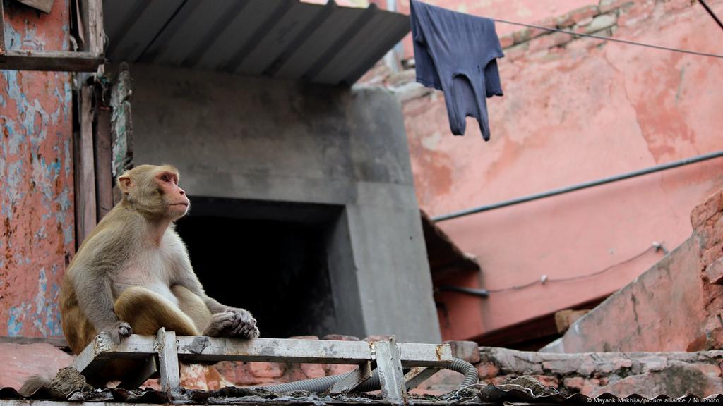 Miles de monos merodeadores aterrorizan histórico paraíso turístico indio |  ACTUALIDAD | DW | 29.10.2020
