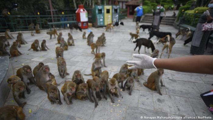 Miles de monos merodeadores aterrorizan histórico paraíso turístico indio |  ACTUALIDAD | DW | 29.10.2020