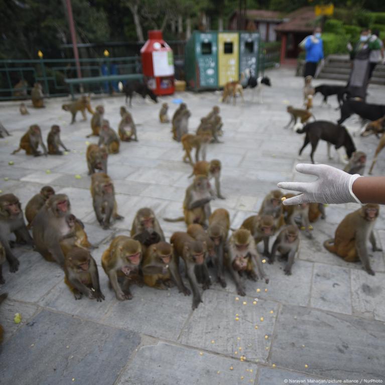 India: por ladrón, un mono terminó atado y enjaulado